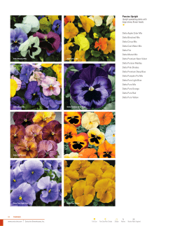 Pansies Upright Upright spreading plants with large