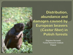 Beaver in Poland