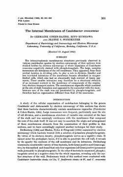 The Internal Membranes of Caulobacter crescentus