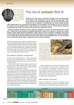 English Phanerozoic The Rise of Animals 2