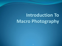 Introduction To Macro Photography