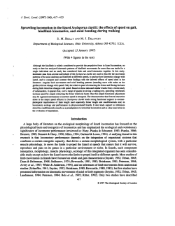 Sprawling locomotion in the lizard Sceloporus clarkii
