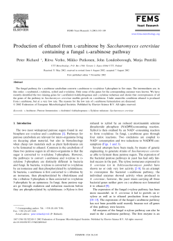 Production of ethanol from l‐arabinose by Saccharomyces