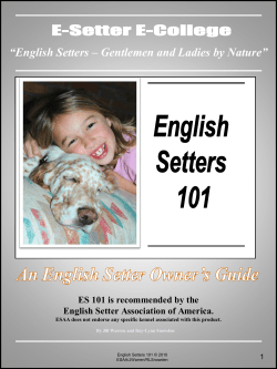 English Setters 101 Pt 1 - English Setter Association of America