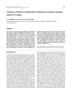 A dynamic continuum of pleiomorphic tubules and vacuoles in