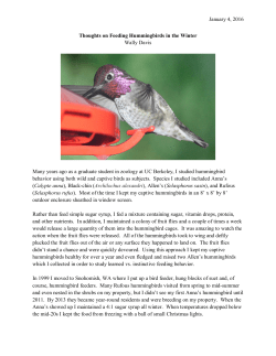 Feeding Hummingbirds in the Winter