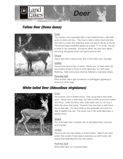 Deer Fact Sheet - landbetweenthelakes.us
