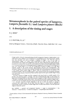 Metamorphosis in the paired species of lampreys, Lampetra