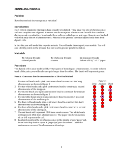 modeling meiosis - kehsscience.org