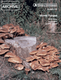 Forestry Commission Bulletin: Honey fungus