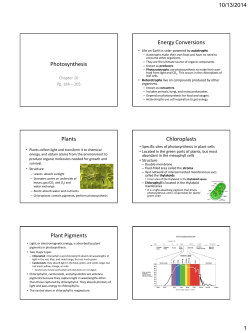 Photosynthesis Energy Conversions Plants Chloroplasts Plant