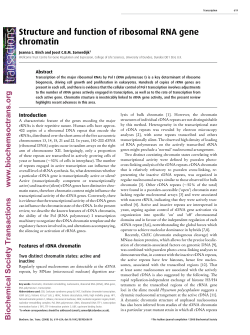 Structure and function of ribosomal RNA gene chromatin