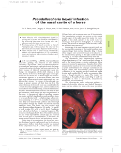 Pseudallescheria boydii infection of the nasal cavity of a horse