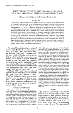 FIRST FINDING OF THE PELAGIC CRAB PLANES MARINUS