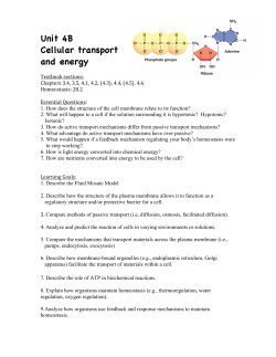 Unit 4B Cell Transport and Energy Vocab and Learning Map
