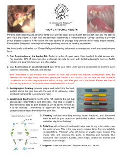 your cat`s oral health