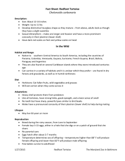 Fact Sheet: Redfoot Tortoise Chelonoidis carbonaria