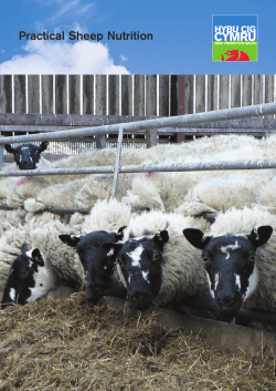 Practical Sheep Nutrition