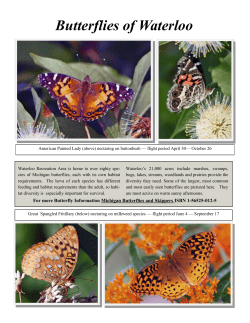 Butterflies of Waterloo (766 KB pdf)