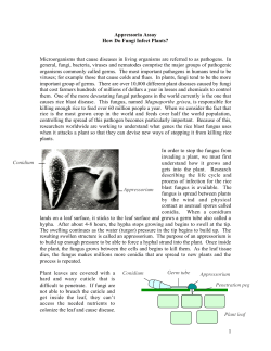 1 Appressoria Assay How Do Fungi Infect Plants? Microorganisms