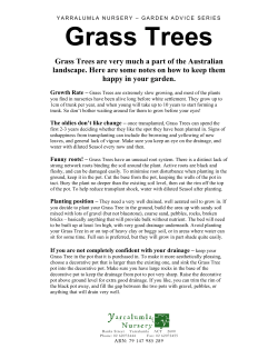 Grass Trees