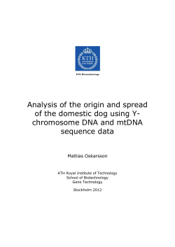 Analysis of the origin and spread of the domestic dog using Y