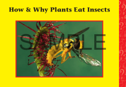 Plants Eat Insects layout