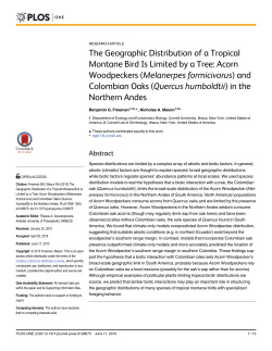 Acorn Woodpeckers (Melanerpes formicivorus)