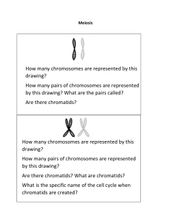 How many chromosomes are represented by this drawing?