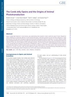 The Comb Jelly Opsins and the Origins of Animal Phototransduction
