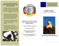 Bald Eagle - Seminole Tribe of Florida