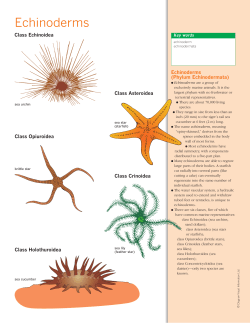 Echinoderms