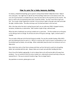 How to care for a baby moscovy duckling.