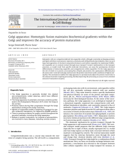 Golgi apparatus: Homotypic fusion maintains biochemical gradients