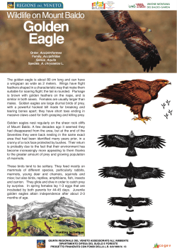 The golden eagle is about 80 cm long and can have
