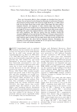 Allied to Rana archotaphus