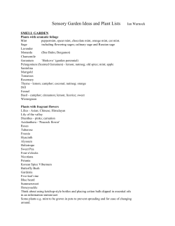 Scents-ing the Possibilities