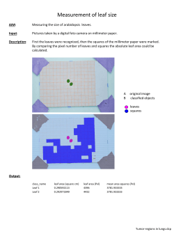 Measurement of leaf size A B