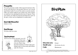 Bird Plum