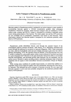 Active Transport of Benzoate in Pseudomonas putida