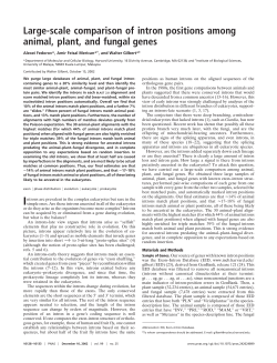 Large-scale comparison of intron positions among animal, plant