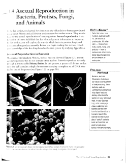 A Reproduction ill Animals