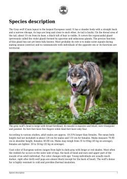 Species description - Protection of large carnivores