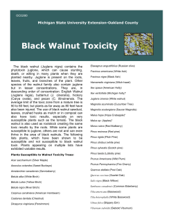 Black Walnut Toxicity - Oakland County, Michigan