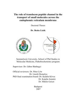 The role of translocon peptide channel in the transport of small