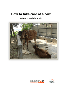 How to take care of a cow