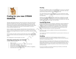 Syrian Hamster Care Guide