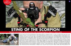 STING OF THE SCORPION STING OF THE SCORPION