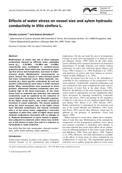Effects of water stress on vessel size and xylem