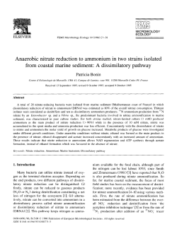 Anaerobic nitrate reduction to ammonium in two strains isolated from